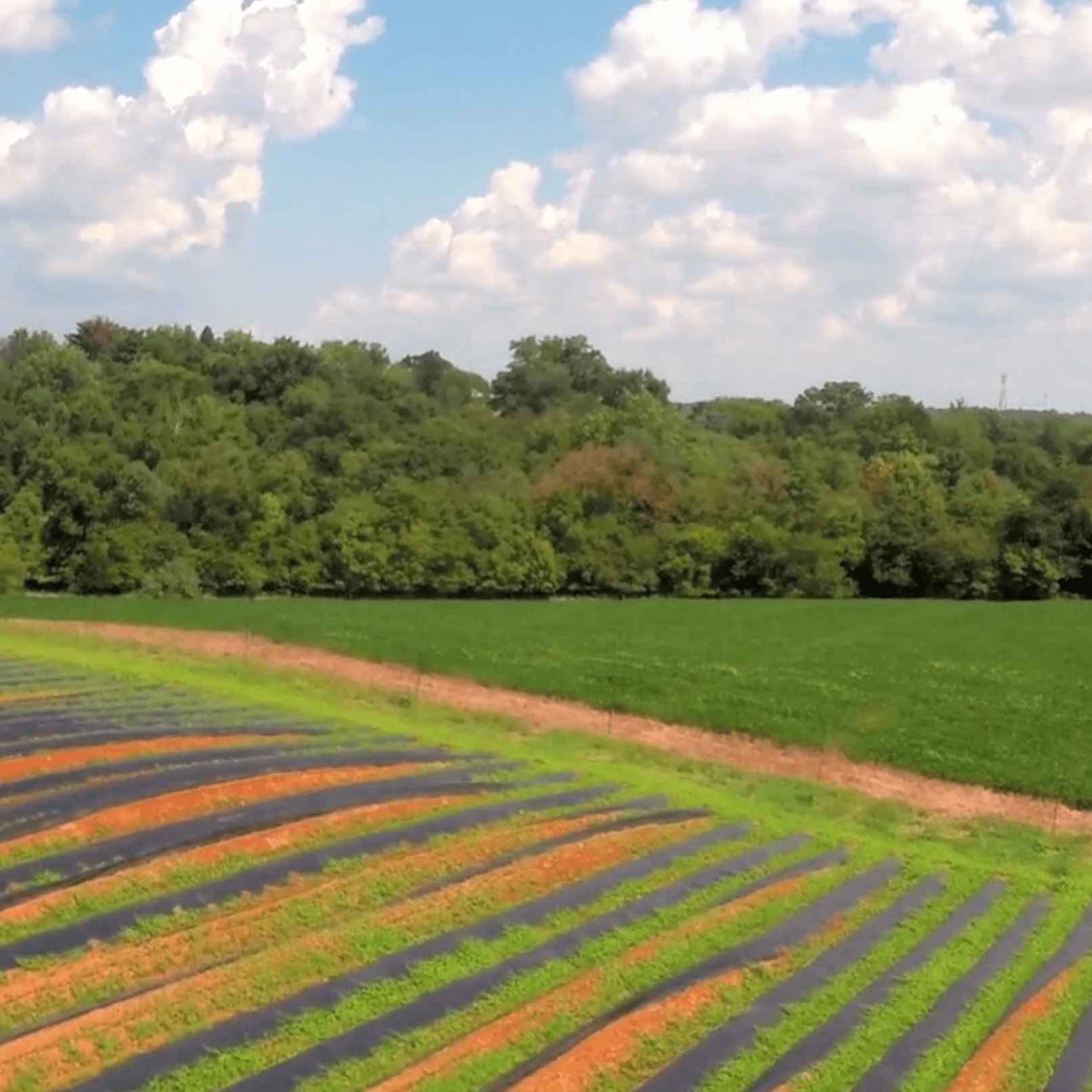 Strawberry Field