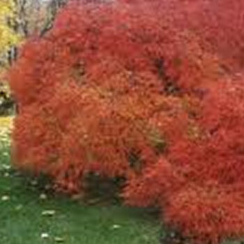 Photo of Japanese maples in fall orange color.
